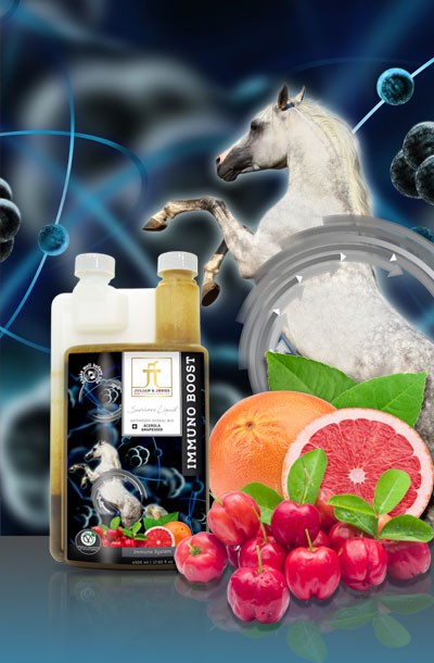 BannerGlobal2